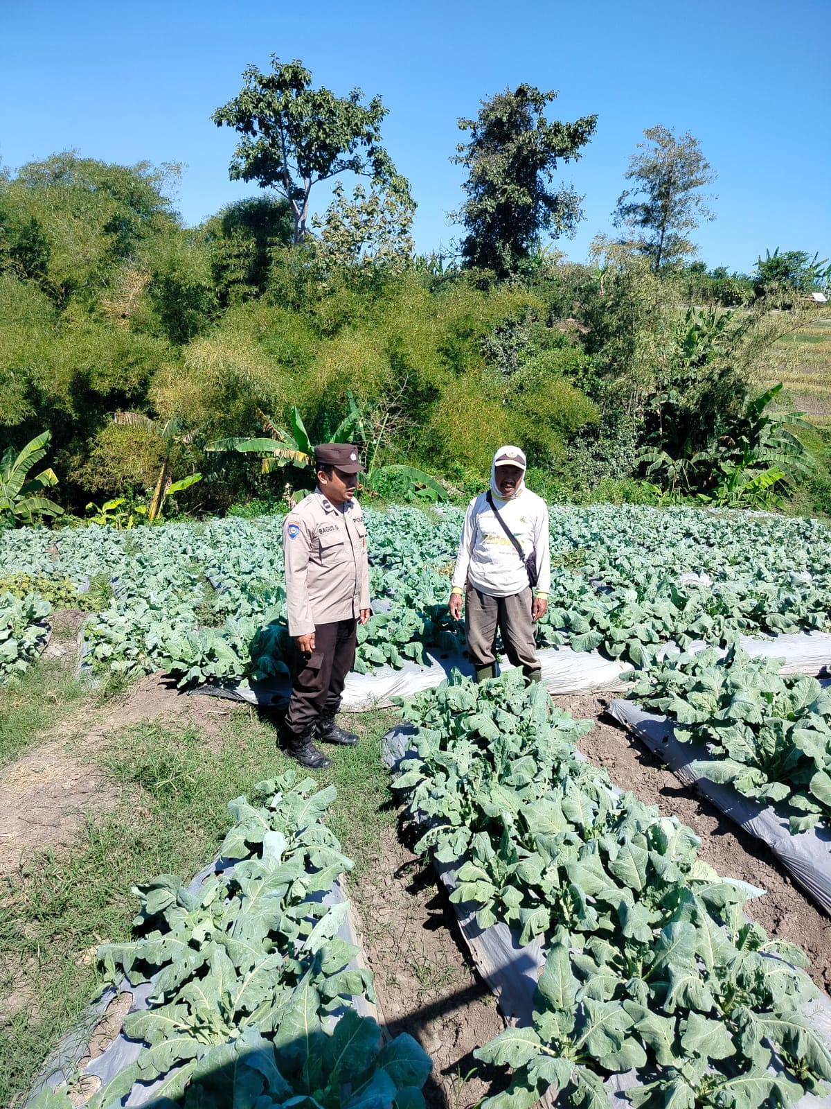 Dukung Ketahanan Pangan P2L, Ps. Kanit Binmas Polsek Junrejo Sambang Petani Sayur Brungkul