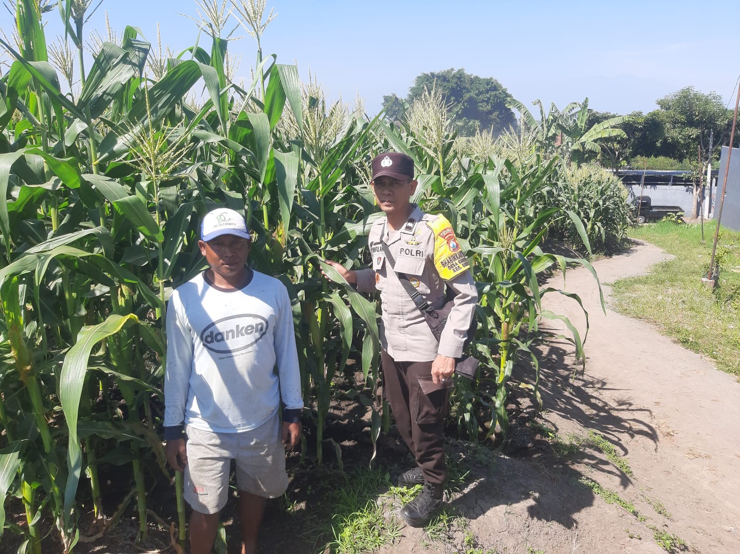 Dukung Ketahanan Pangan, Aipda Syaifuloh Sambang Petani Jagung Manis di Giripurno dan Perkuat Sinergi Pertanian