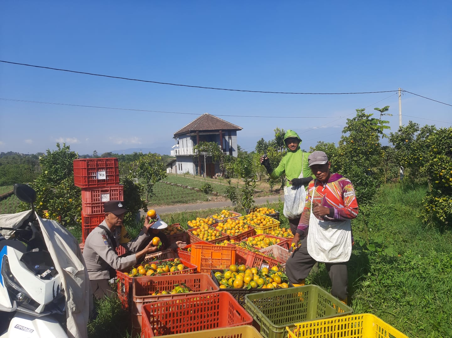 Panen Raya Jeruk Madu Pontianak Giripurno, Aipda Syaifuloh Perkuat Sinergi Petani Demi Ketahanan Pangan