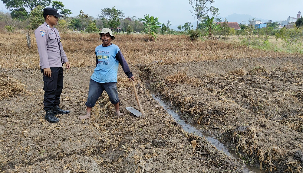 Dari Lahan Jagung Paragon Menuju Ketahanan Pangan, Brigpol Nur Fiqih Perkuat Sinergi Bersama Petani Pandanrejo