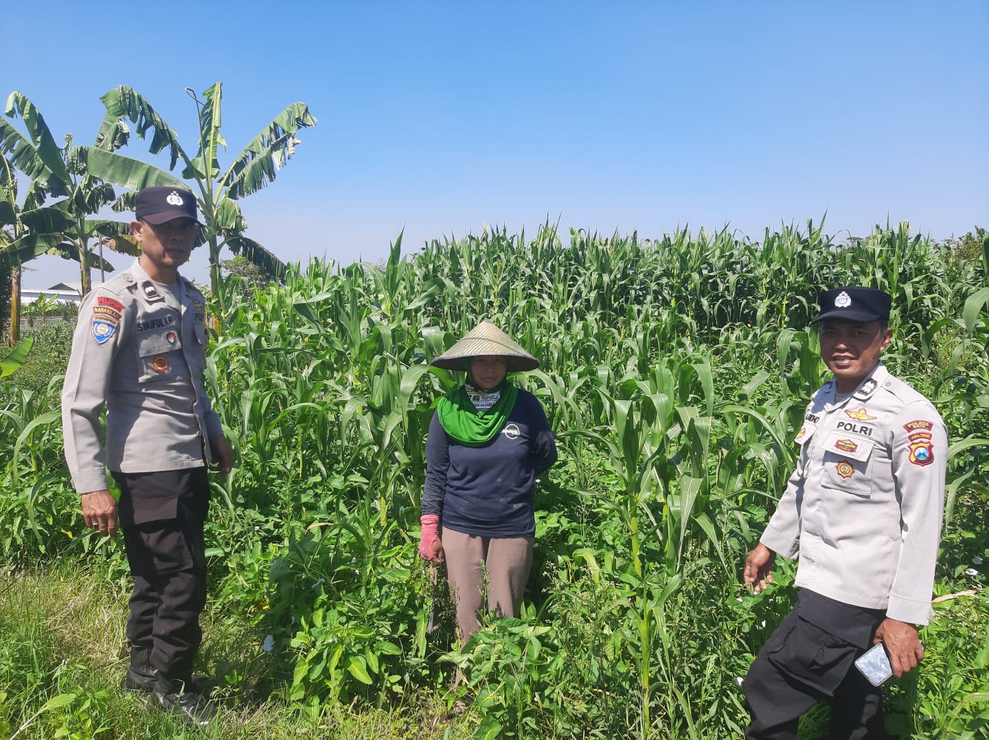 Dari Lahan Tumpang Sari Giripurno, Aipda Syaifuloh Perkuat Sinergi Petani Jagung Manis Demi Ketahanan Pangan
