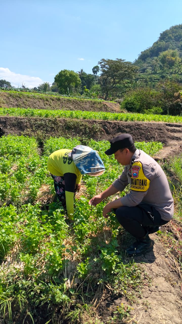 Sambang Petani Seledri, Aipda Dul Didit Perkuat Sinergi Warga Torongrejo Dukung Ketahanan Pangan
