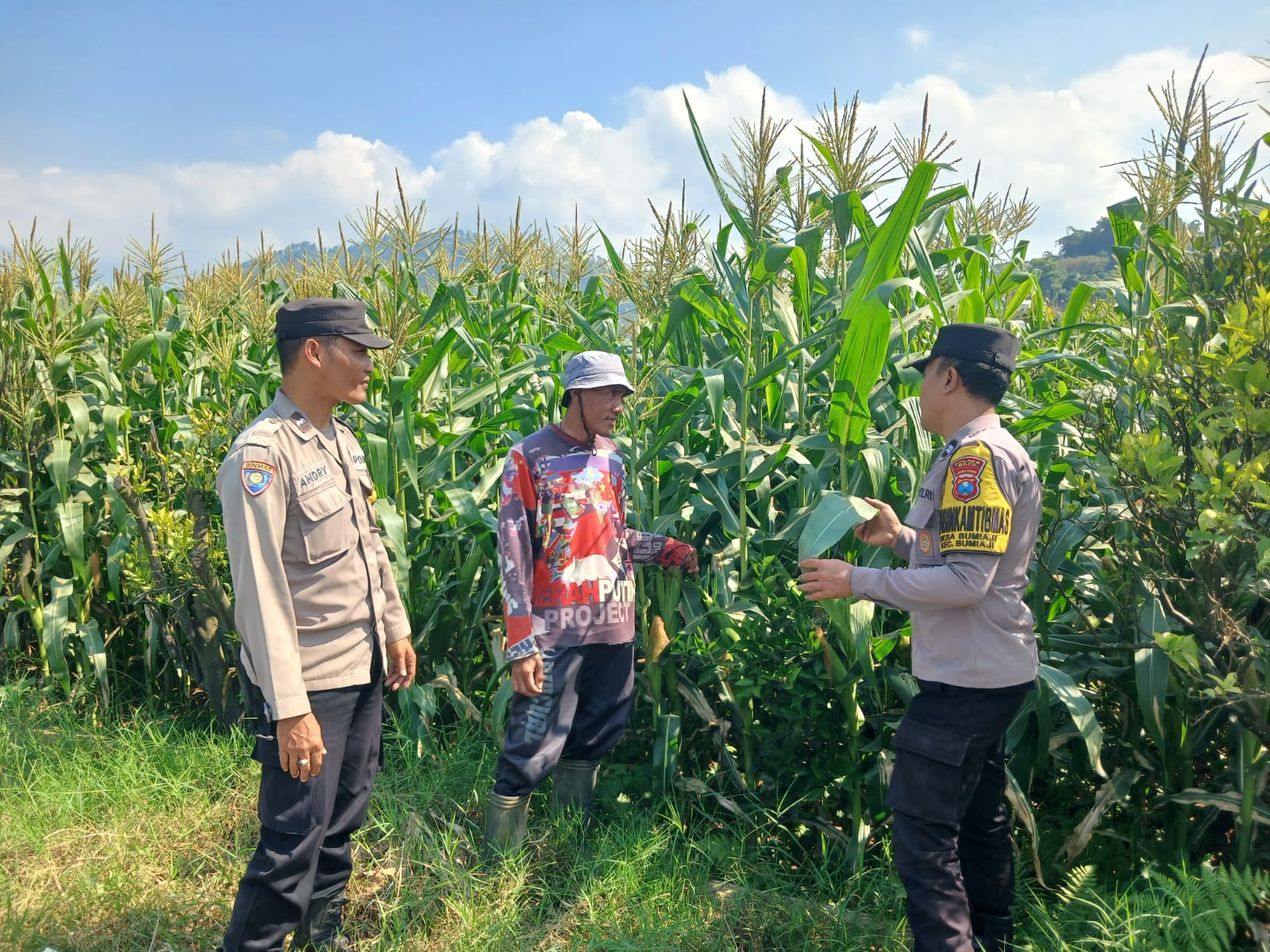 Perkuat Ketahanan Pangan, Aipda Andry Sambang Petani Jagung Gunungsari