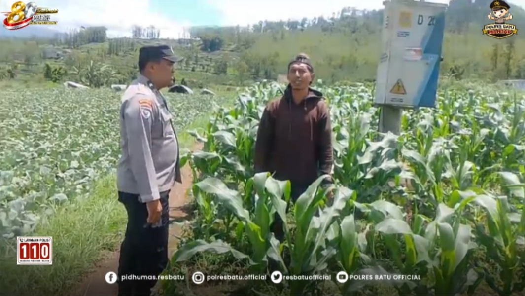 Serap Aspirasi di Lahan Jagung Manis, Aipda Erwin Perkuat Sinergi Polri dan Petani Demi Ketahanan Pangan