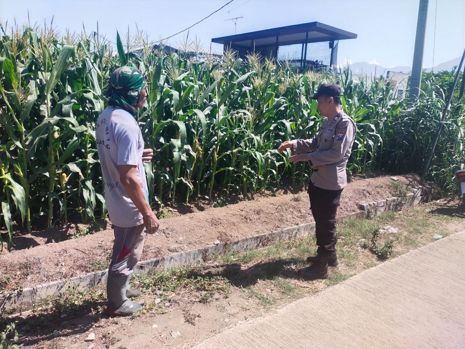Dari Lahan Jagung Sebaluh, Aiptu Sugiyanto Perkuat Sinergi Bersama Petani Demi Ketahanan Pangan