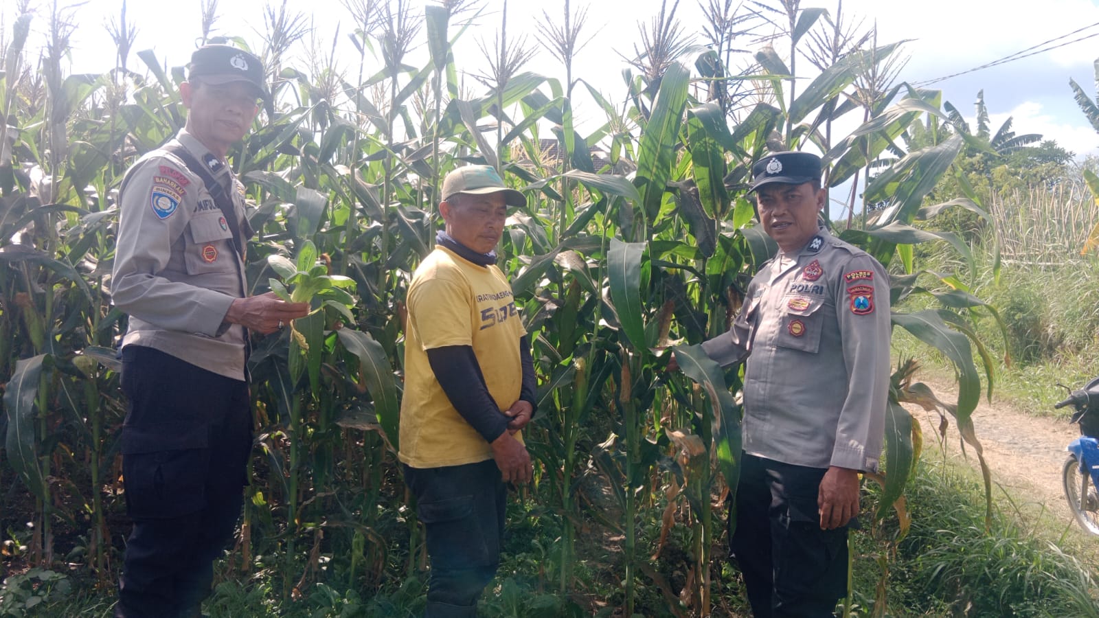 Dari Lahan Jagung Manis Giripurno, Aipda Syaifuloh Perkuat Sinergi Petani Demi Ketahanan Pangan