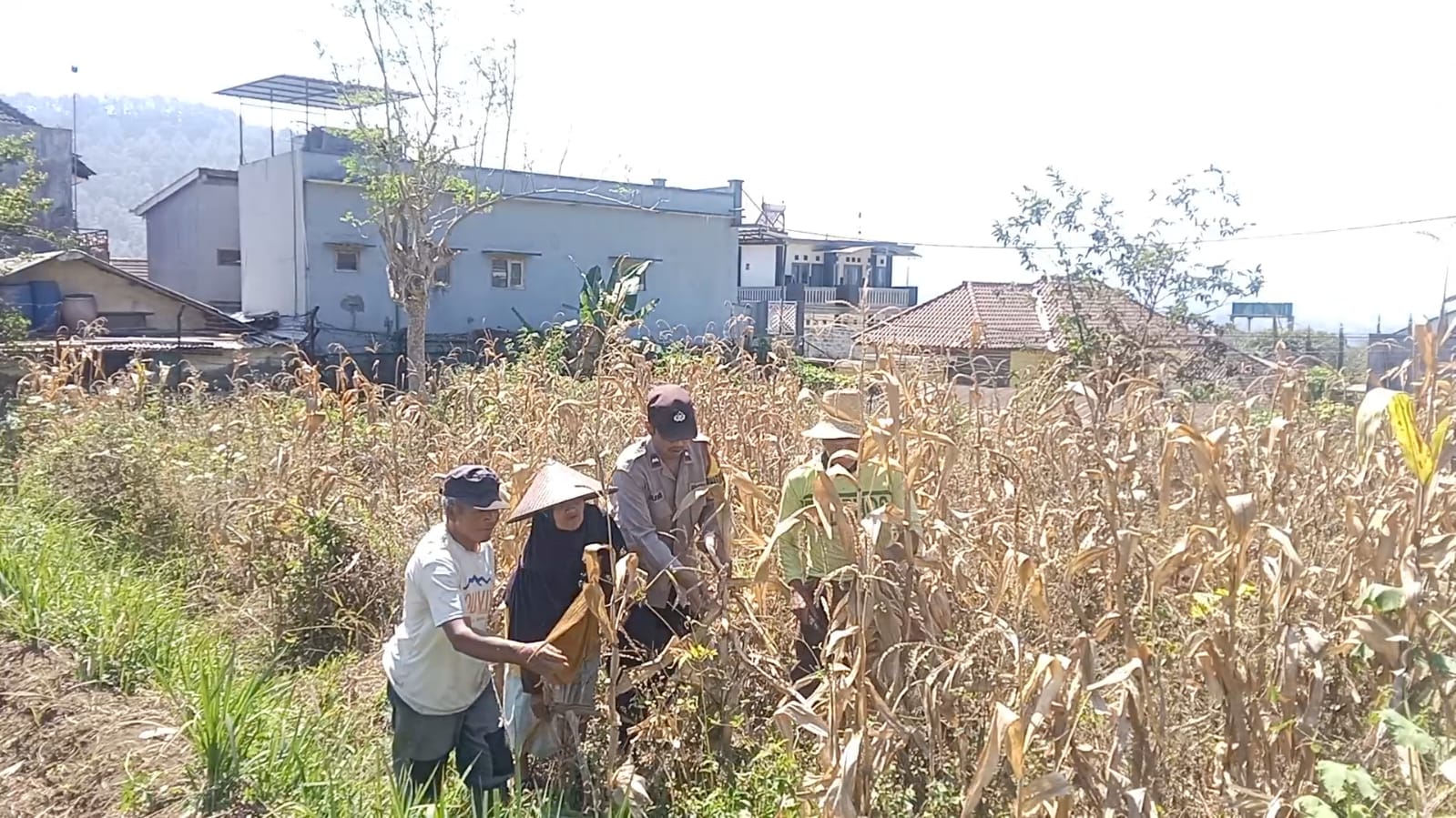 Panen Jagung Perkuat Sinergi, Aipda Junaedi Salam Dampingi Petani Songgokerto Dukung Ketahanan Pangan