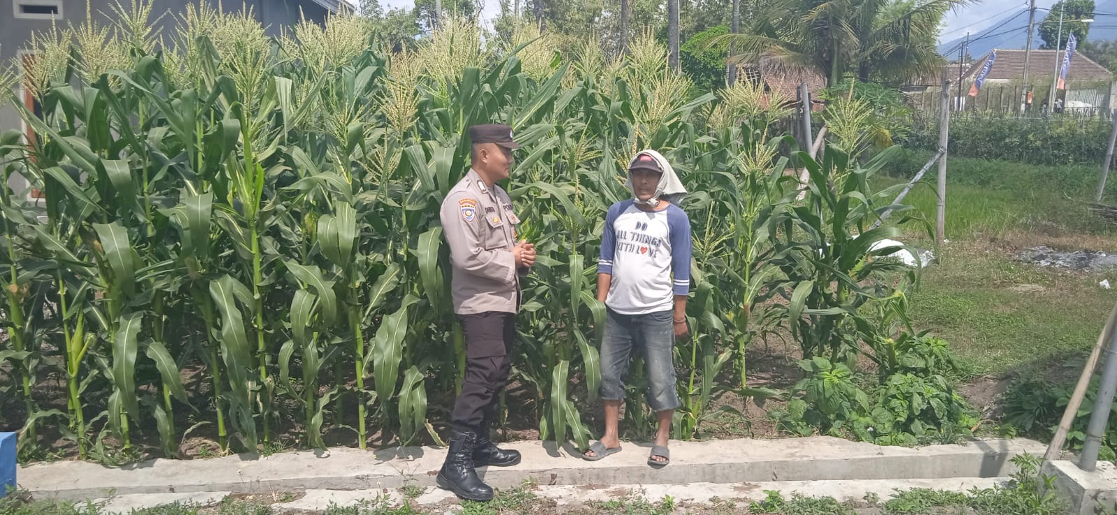 Dukung Ketahanan Pangan, Bripka Anggun Yudhista Pererat Sinergi Bersama Petani Jagung
