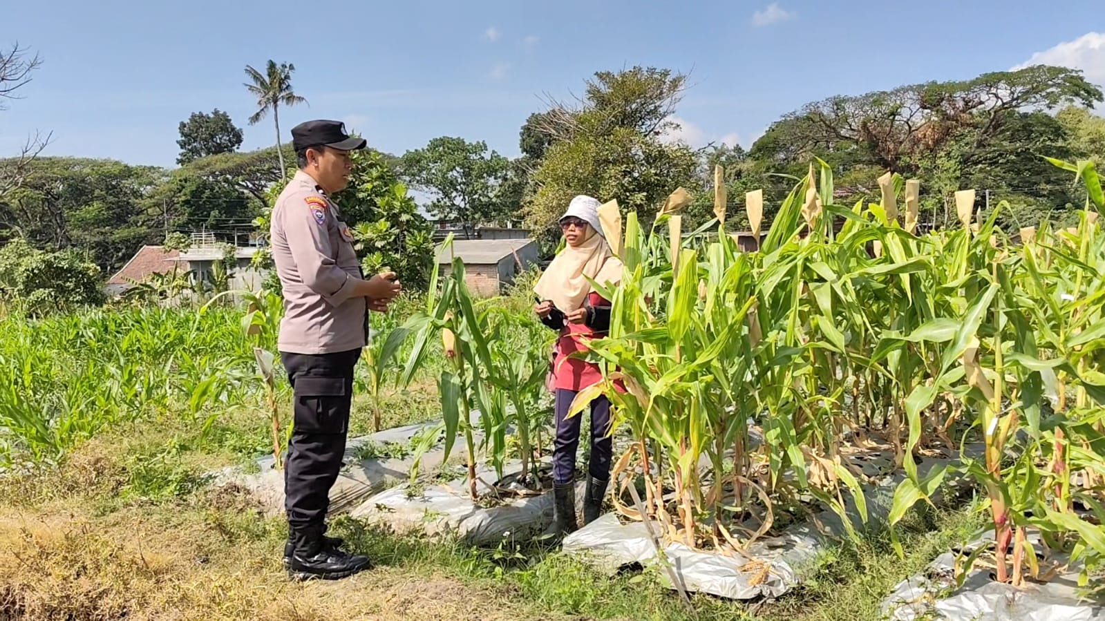 Sambang Petani Jagung Manis, Bhabinkamtibmas Torongrejo Perkuat Sinergi Wujudkan Ketahanan Pangan