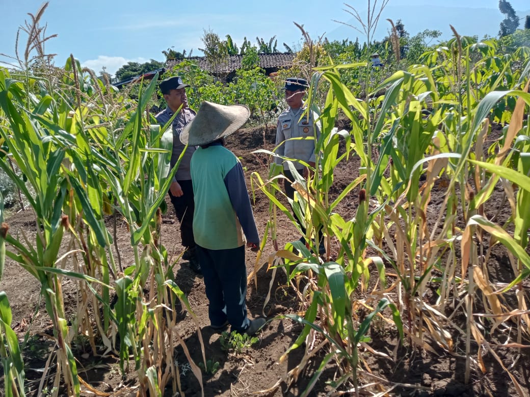 Dampingi Petani Jagung Manis, Bhabinkamtibmas Bulukerto Perkuat Sinergi Wujudkan Ketahanan Pangan