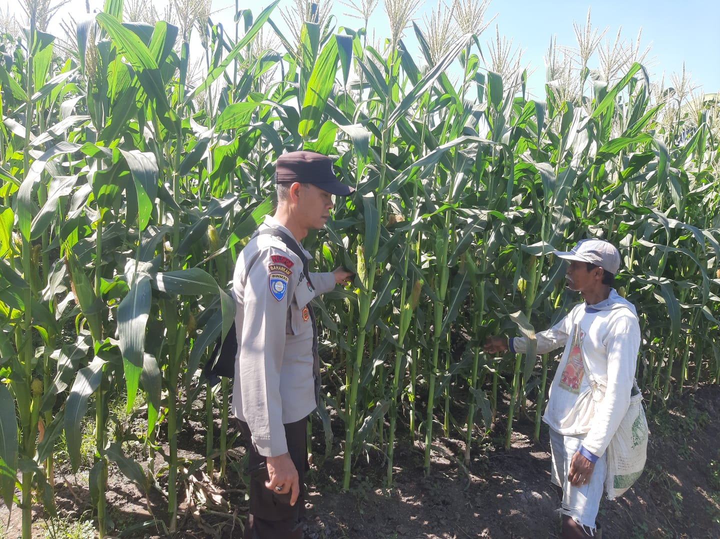 Sambang Lahan Jagung Manis, Aipda Syaifuloh Perkuat Kemitraan Petani Demi Sukseskan Ketahanan Pangan