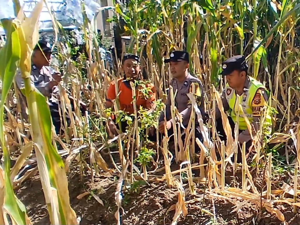 Polri Turun ke Lahan Jagung, Aiptu Arief March Pererat Kemitraan Petani Wujudkan Ketahanan Pangan