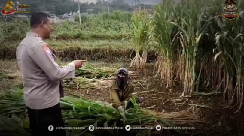 Serap Aspirasi Petani Jagung, Aiptu Dedy Perkuat Sinergi Ketahanan Pangan di Desa Tawangsari