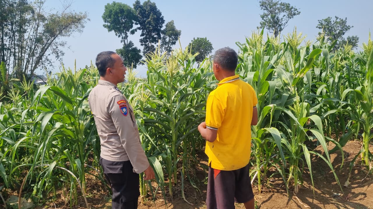Sambang Lahan Jagung, Aiptu Hariyanto Perkuat Pendampingan Petani Demi Ketahanan Pangan dan Kamtibmas
