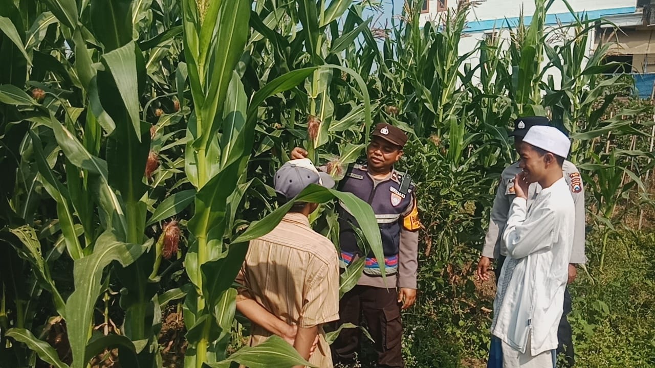 Sambang Lahan Jagung Pondok, Aipda M. Taufik Perkuat Ketahanan Pangan Bersama Santri dan Petani