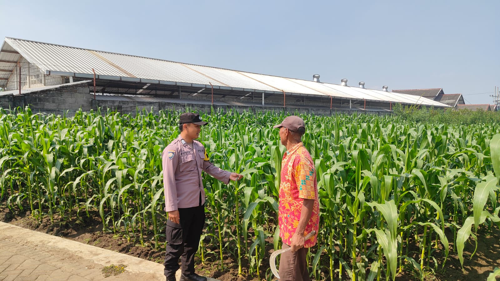 Sambang Petani Jagung Manis, Bhabinkamtibmas Pandanrejo Perkuat Sinergi Dukung Ketahanan Pangan