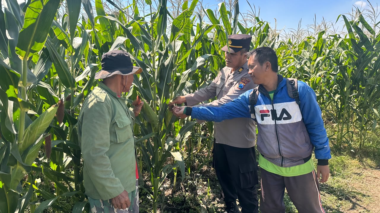 Turun Langsung ke Lahan, Kabag SDM Polres Batu Perkuat Pendampingan Petani Jagung Demi Sukseskan Ketahanan Pangan Nasional