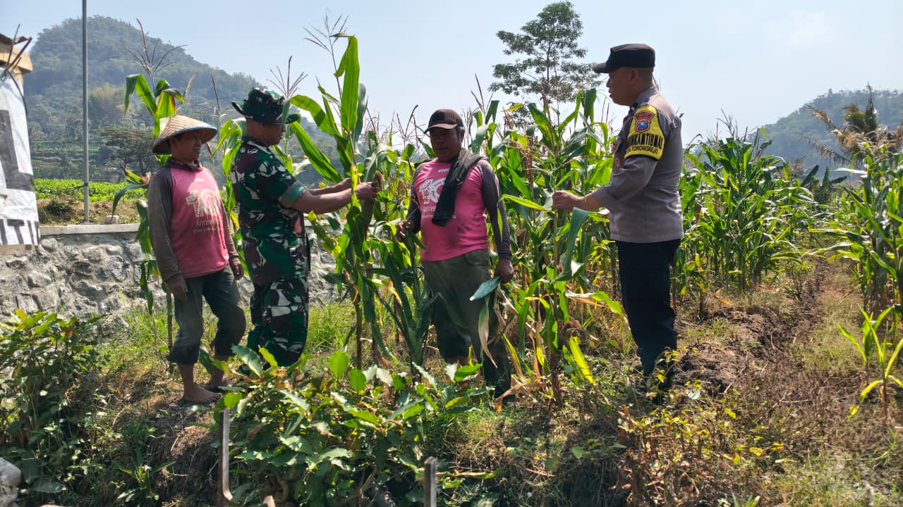 Sinergi Tiga Pilar di Lahan Jagung Manis, Bhabinkamtibmas dan Babinsa Perkuat Pendampingan Petani di Torongrejo