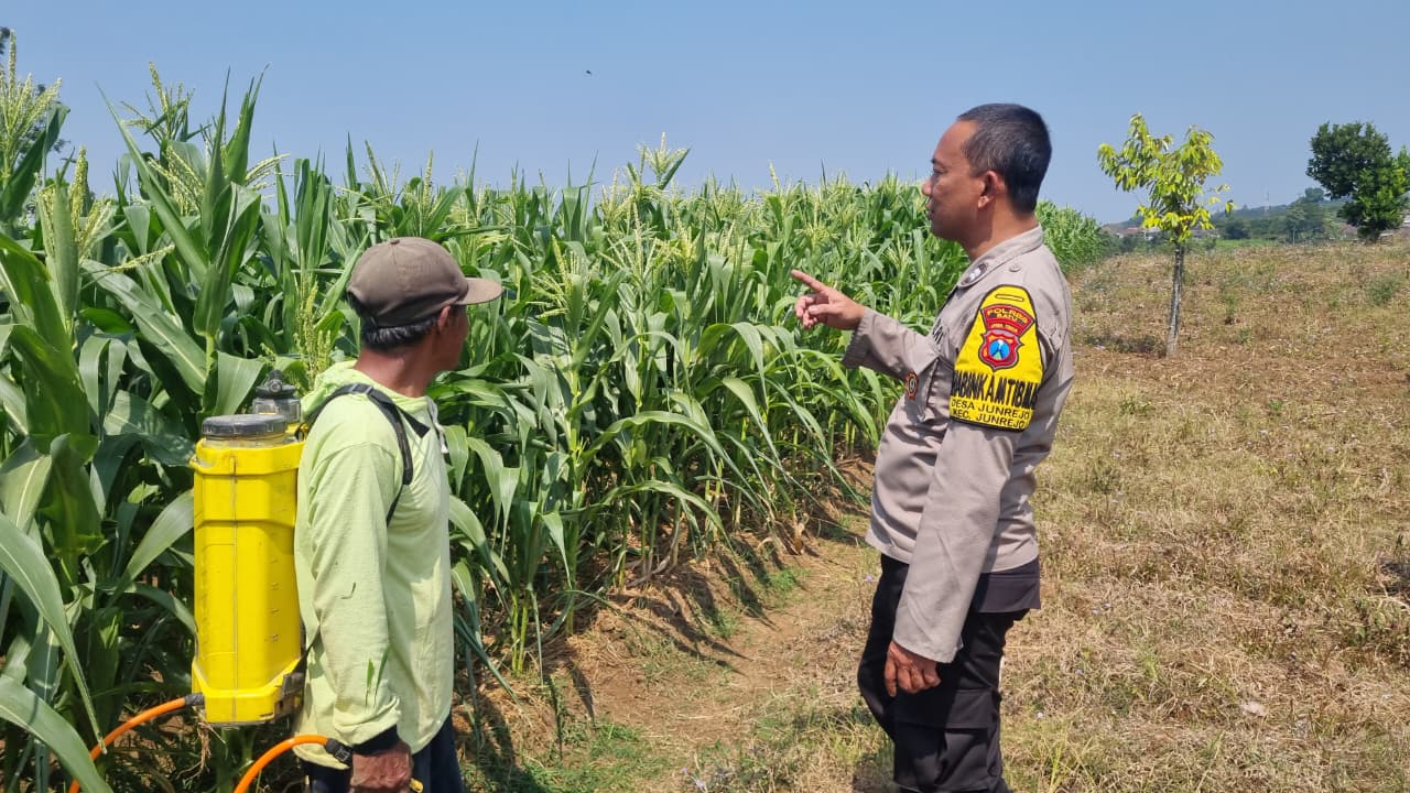 Dampingi Petani Jagung, Bhabinkamtibmas Junrejo Ajak Warga Sukseskan Ketahanan Pangan dan Jaga Kamtibmas