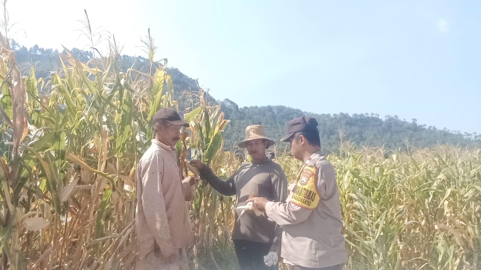 Turun ke Lahan Jagung, Aipda Junaedi Salam Perkuat Kemitraan Petani Demi Ketahanan Pangan di Songgokerto
