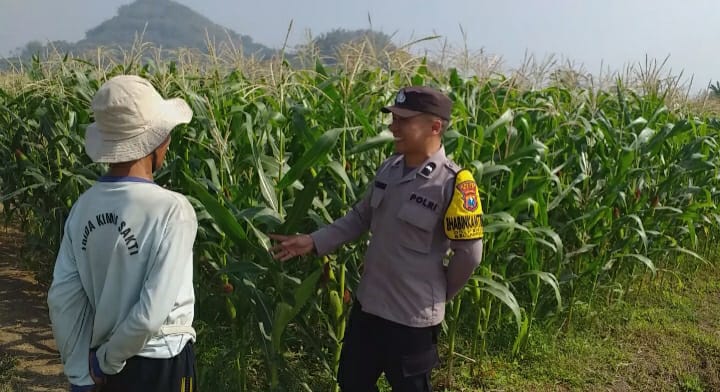 Dampingi Petani Hadapi Hama, Aipda Ibnu Mubarok Perkuat Ketahanan Pangan di Lahan Jagung 7.000 Meter Persegi