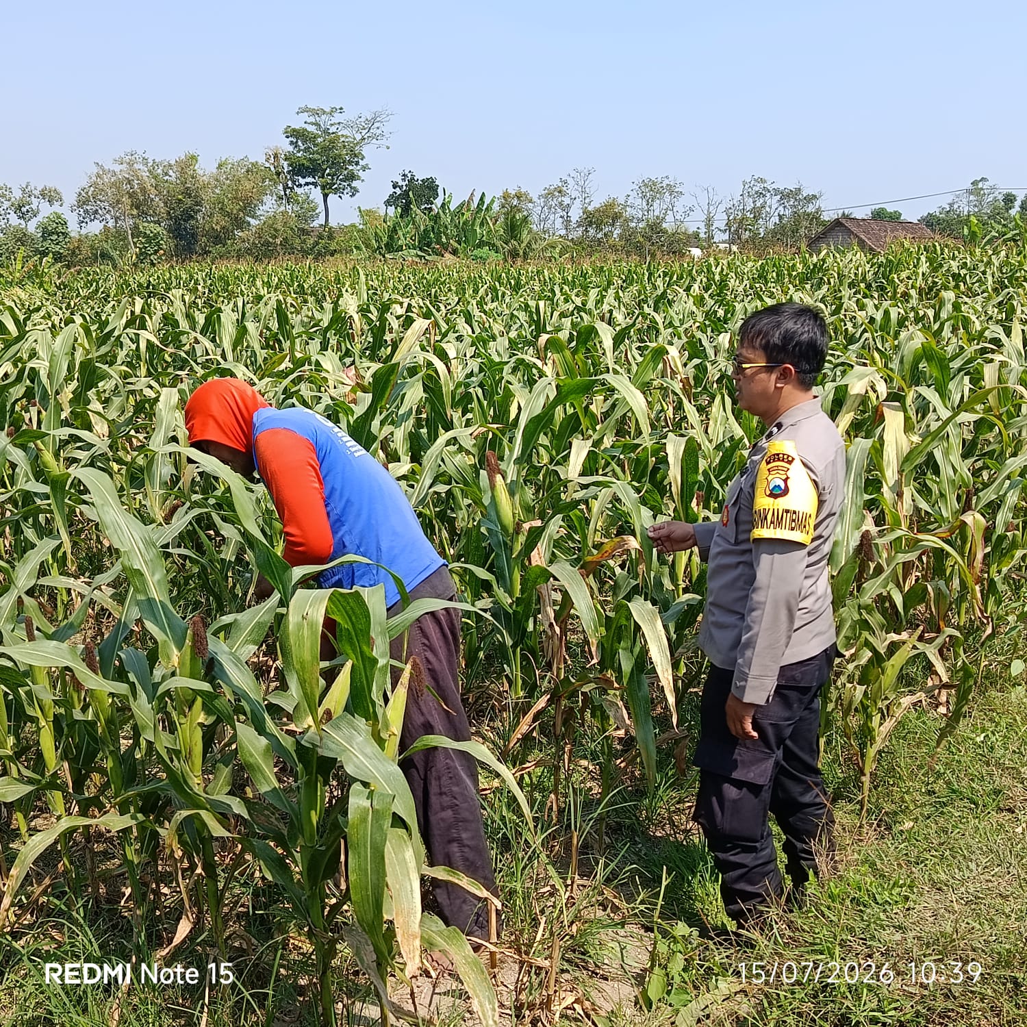 Jelang Panen Jagung Pipil, Aipda Luky Perkuat Sinergi dengan Petani Pagersari untuk Wujudkan Ketahanan Pangan