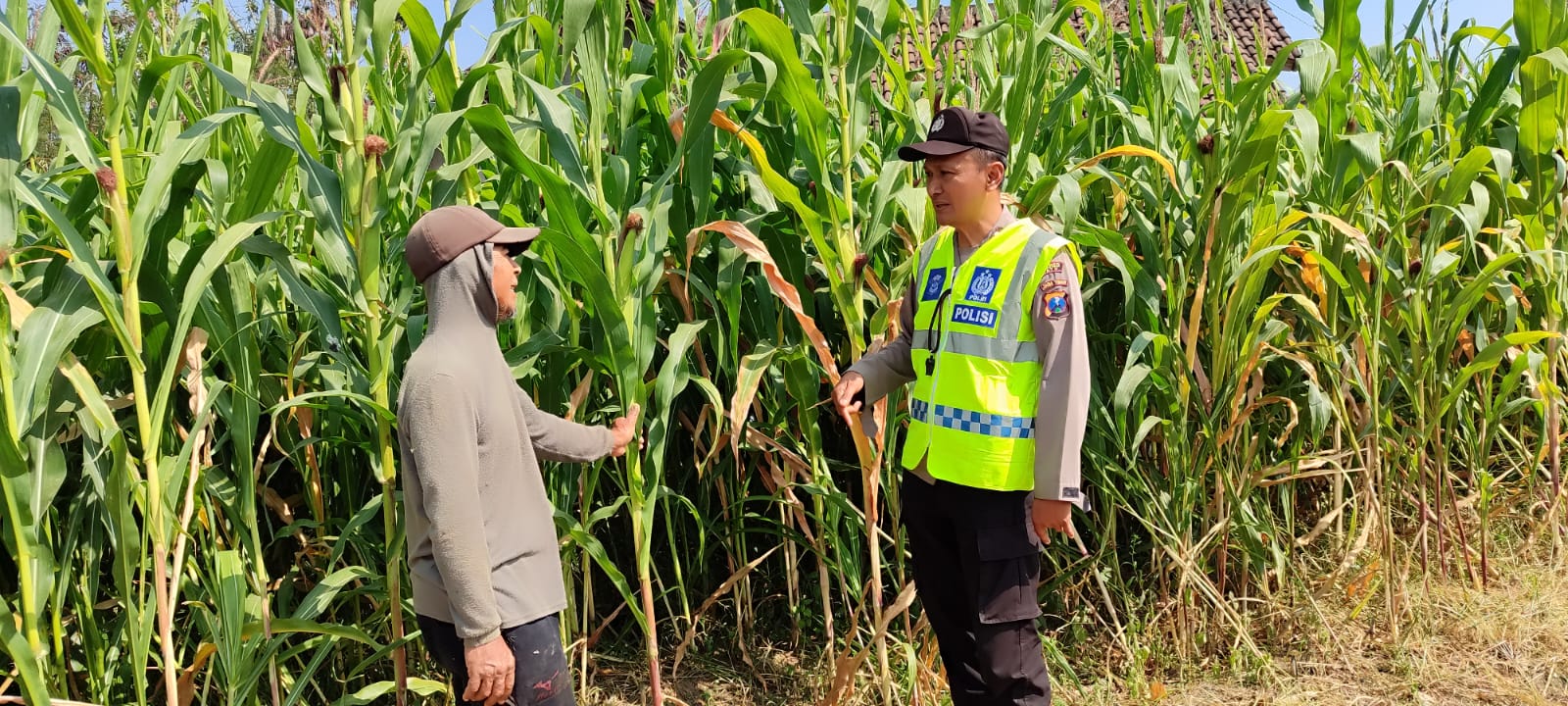 Turun ke Lahan, Aiptu Sugiyanto Serap Aspirasi Petani Jagung untuk Perkuat Ketahanan Pangan