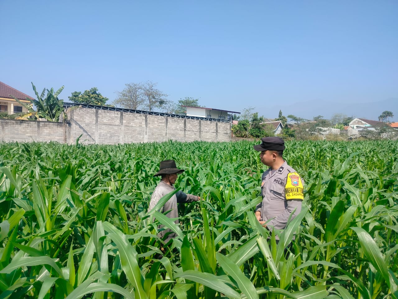 Bripda Fariz Turun ke Lahan, Dampingi Petani Jagung dan Perkuat Ketahanan Pangan
