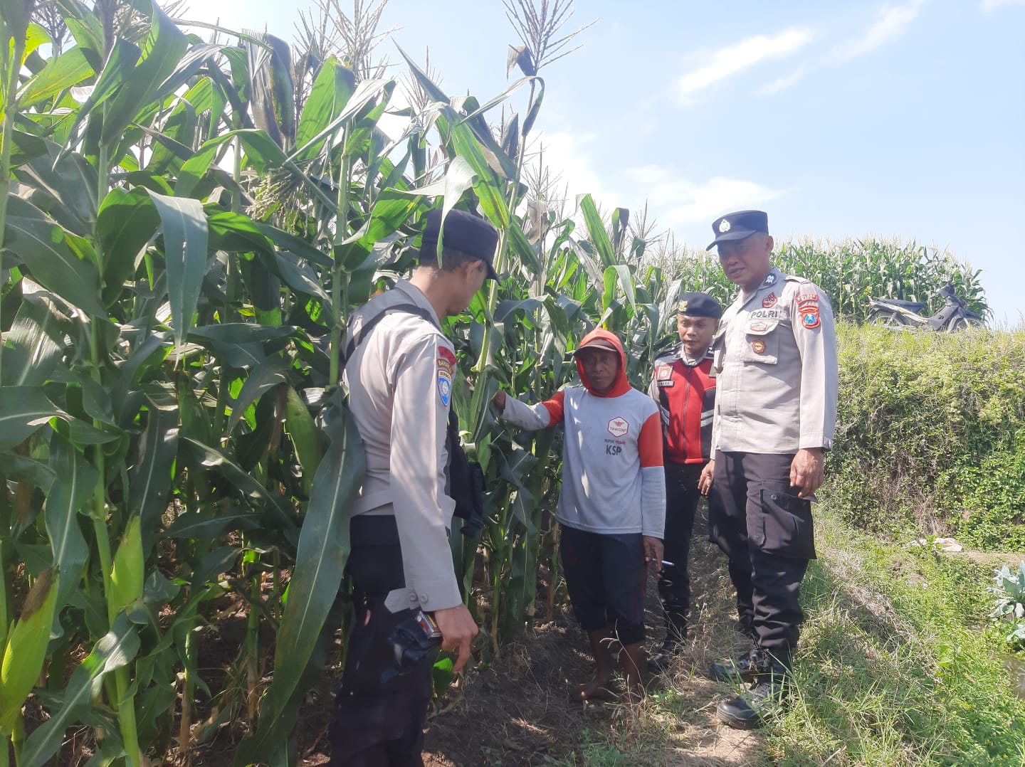 Jelang Masa Panen, Aipda Syaifuloh Dampingi Petani Jagung Manis dan Siapkan Dukungan Bibit Jagung Pipil