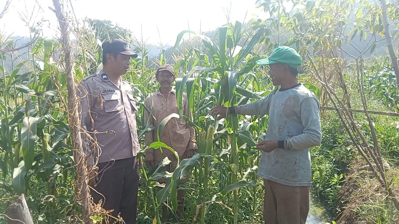Polri Turun ke Lahan, Aipda Junaedi Salam Perkuat Sinergi Bersama Petani Jagung Pipil Wujudkan Ketahanan Pangan