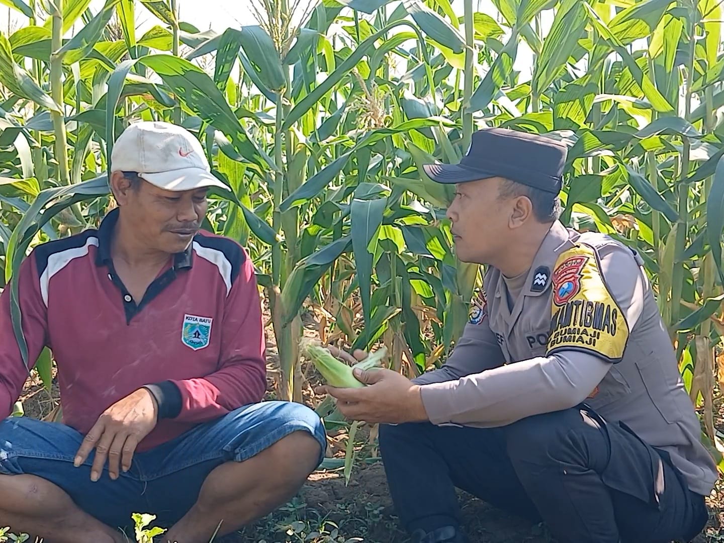 Turun ke Lahan Jagung, Aiptu Arif March Perkuat Kemitraan dengan Petani Demi Sukseskan Ketahanan Pangan