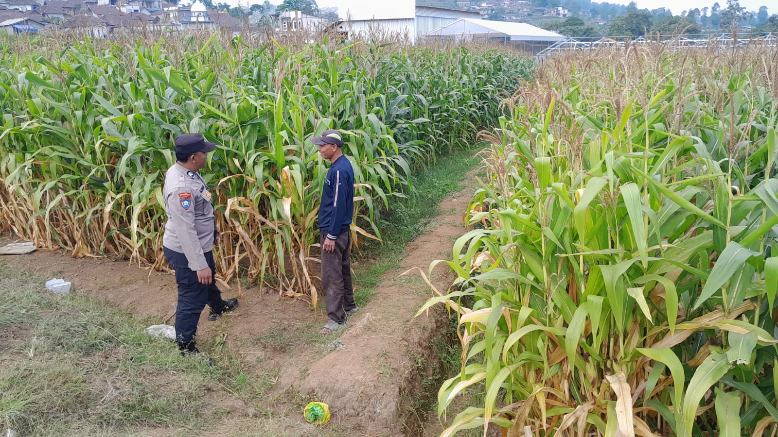 Polri Hadir di Lahan, Briptu Aldian Perkuat Sinergi Petani Jagung Pipil Demi Ketahanan Pangan dan Peternakan