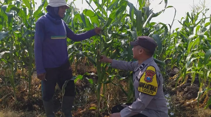 Turun ke Lahan, Aipda Ibnu Mubarok Dampingi Petani Jagung Manis Perkuat Ketahanan Pangan dan Kamtibmas di Pendem