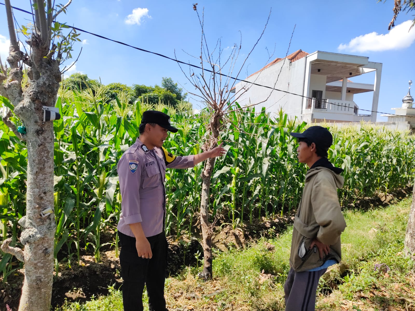 Jelang Panen Jagung Manis Paragon, Brigpol Nur Fiqih Perkuat Sinergi Petani untuk Sukseskan Ketahanan Pangan