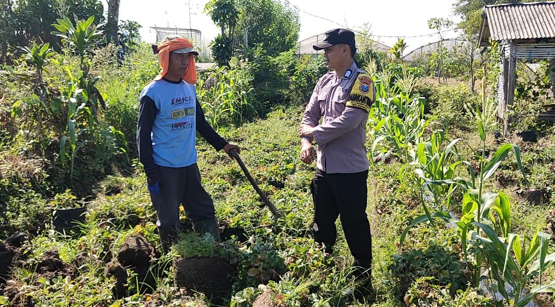 Sambang Petani Jagung Paragon, Brigpol Nur Fiqih Perkuat Sinergi Ketahanan Pangan di Pandanrejo