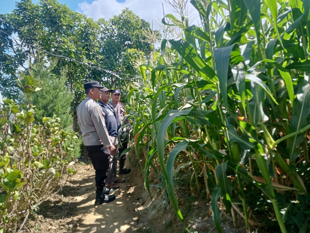 Sambang Petani Jagung, Aipda Vivi Sandi Perkuat Sinergi Dukung Ketahanan Pangan di Bulukerto