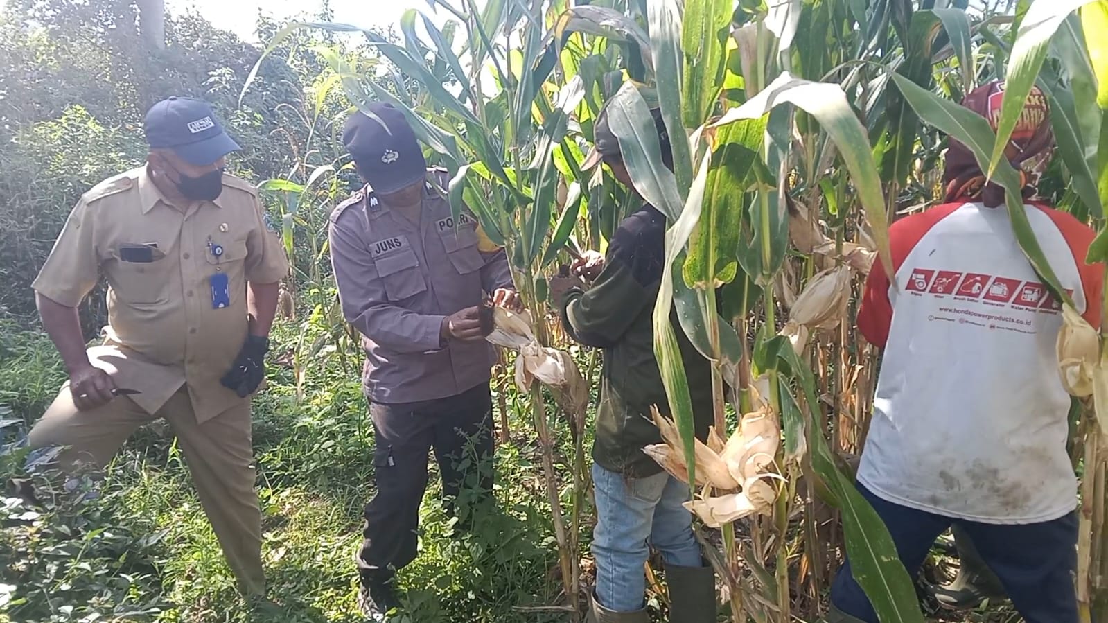 Jelang Panen Raya Jagung Nasional, Polsek Batu Perkuat Monitoring Lahan Ketahanan Pangan