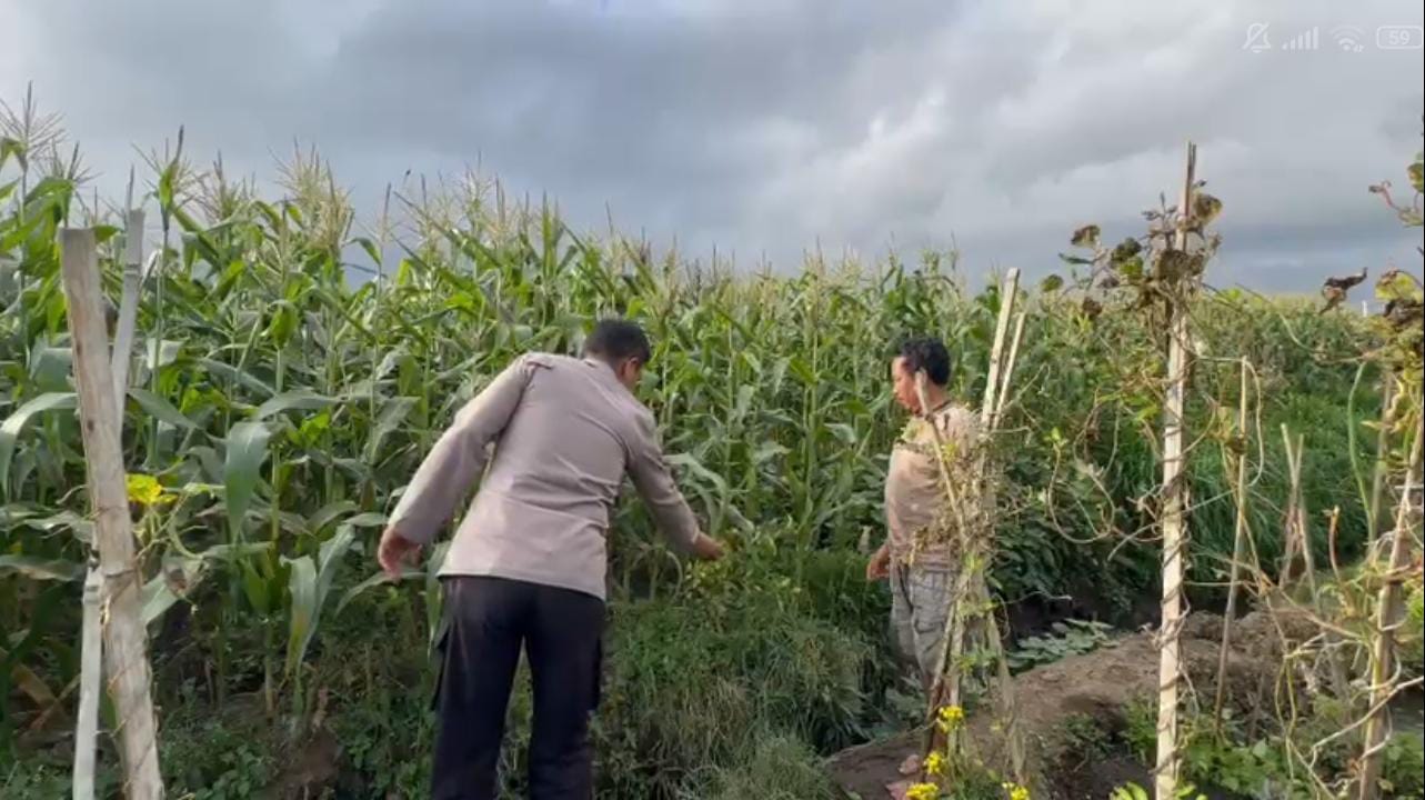 Polri Hadir di Lahan Pertanian, Aiptu Ivan Hariyono Perkuat Sinergi Petani Wujudkan Ketahanan Pangan