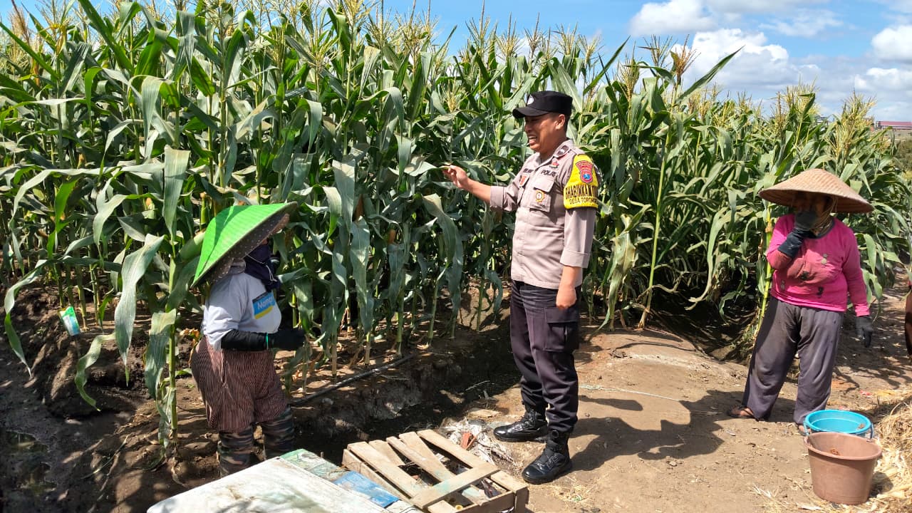 Sambang Petani Jagung Manis, Aipda Dul Didit Perkuat Sinergi Wujudkan Ketahanan Pangan