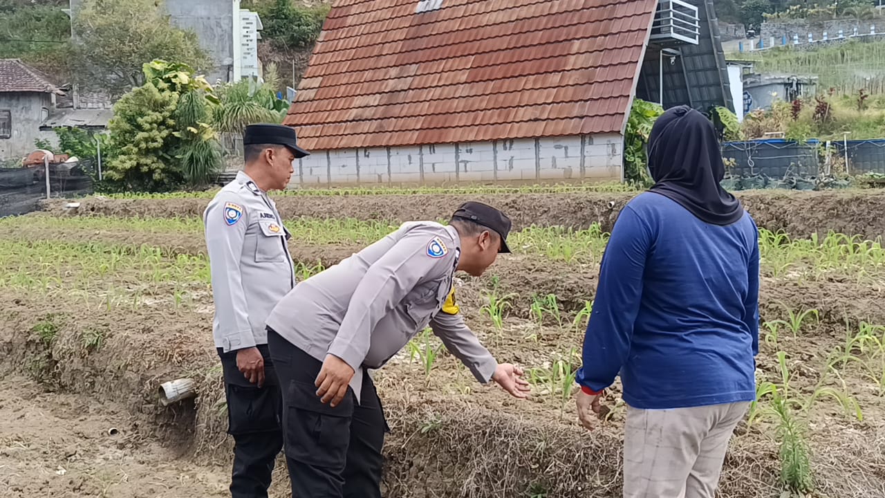 Sambang Petani Jagung Manis, Polsek Bumiaji Perkuat Sinergi Dukung Ketahanan Pangan