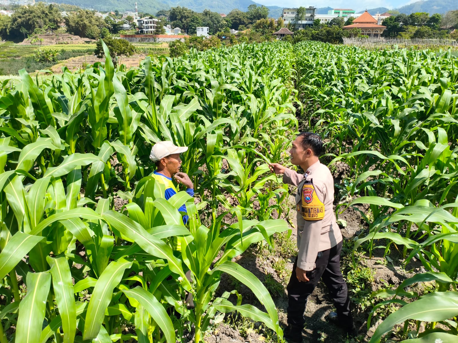 Program Basudewo Binmas Pioner, Aiptu Gatot Jarwanto Dampingi Petani Jagung Manis Perkuat Ketahanan Pangan