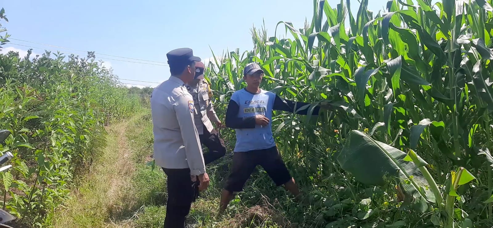 Basudewo Binmas Pioner Hadir di Lahan Petani, Polsek Bumiaji Perkuat Sinergi Menuju Ketahanan Pangan