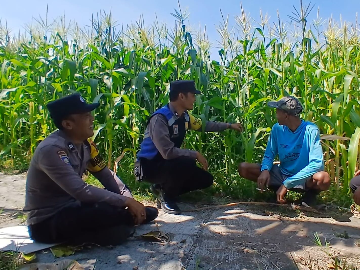 Polsek Bumiaji Turun ke Lahan Jagung, Perkuat Kemitraan dengan Petani Demi Ketahanan Pangan Nasional