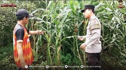 Polri Hadir di Lahan Pertanian, Bhabinkamtibmas Bendosari Perkuat Kemitraan dengan Petani Jagung