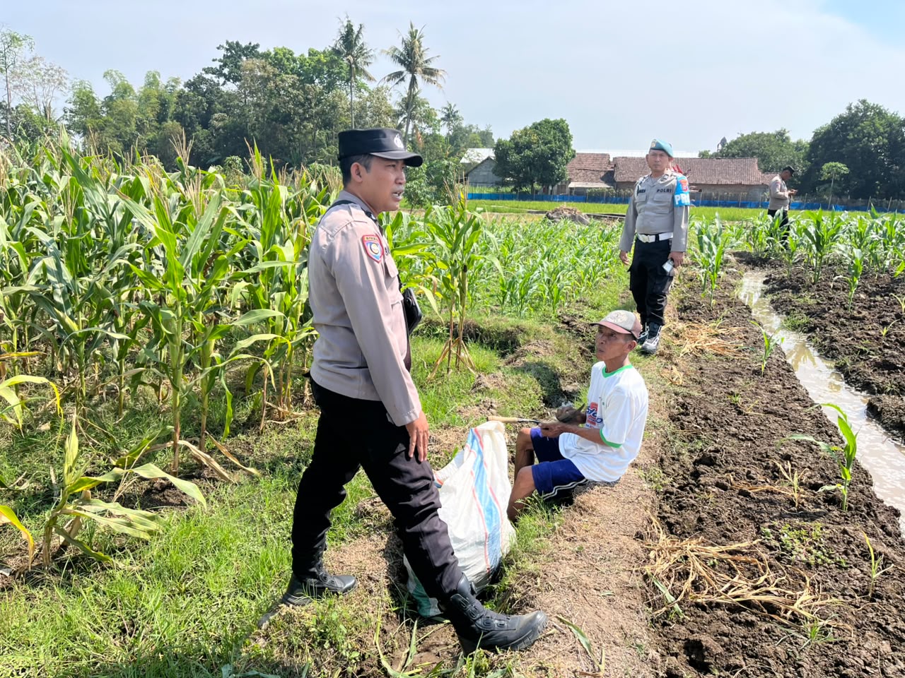 Petani Jagung, Polsek Kasembon Serap Aspirasi Wujudkan Ketahanan Pangan Nasional
