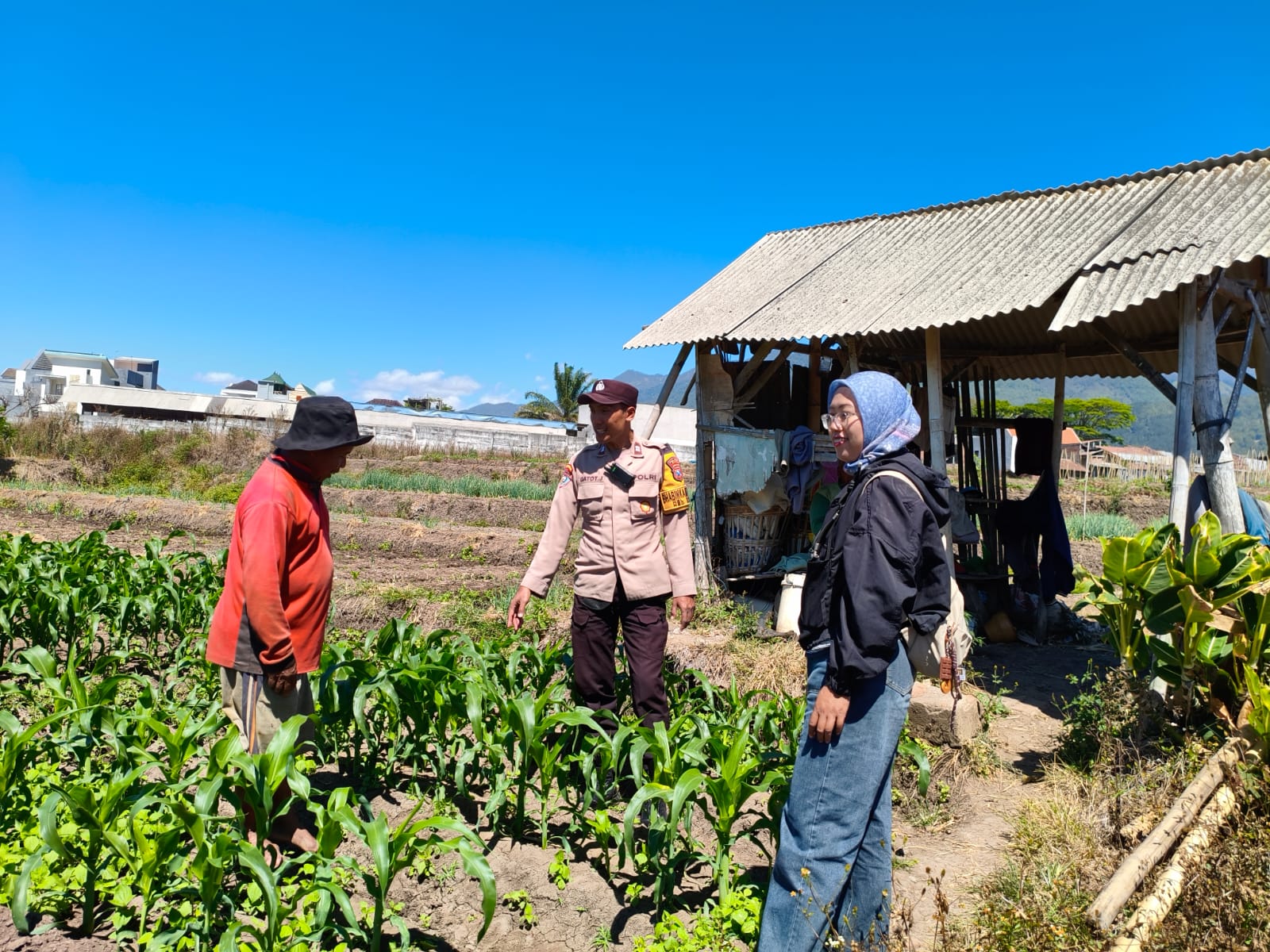 Sambang Petani Jagung Manis, Bhabinkamtibmas Sisir dan PPL Perkuat Sinergi Dukung Ketahanan Pangan