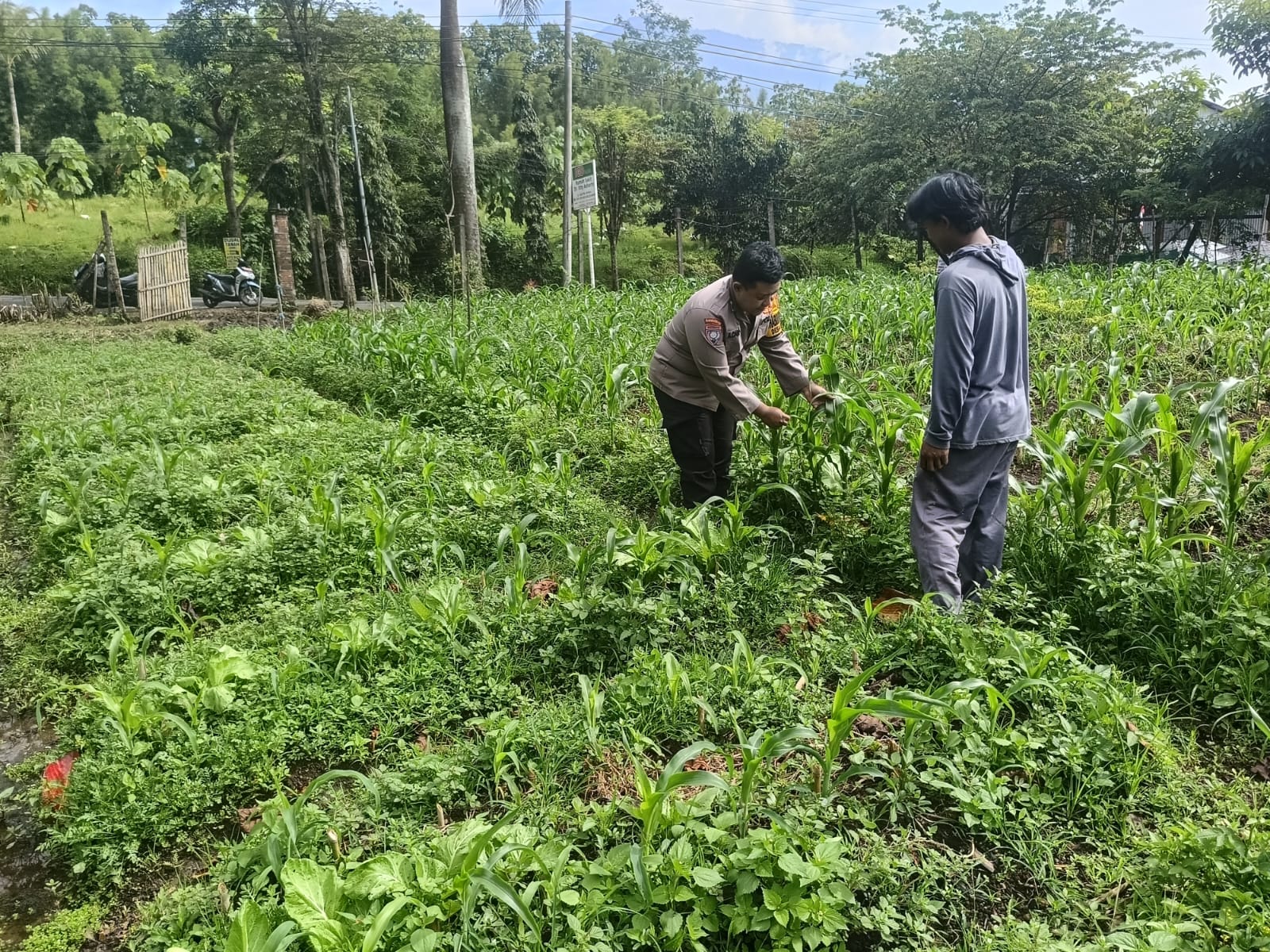 Sambang Petani Jagung Manis, Bhabinkamtibmas Sidomulyo Perkuat Kemitraan Wujudkan Ketahanan Pangan Nasional