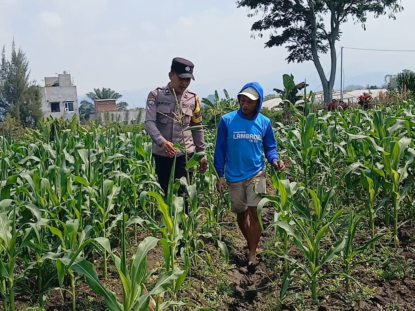 Sambang Petani Jagung, Bhabinkamtibmas Bumiaji Perkuat Sinergi Demi Ketahanan Pangan