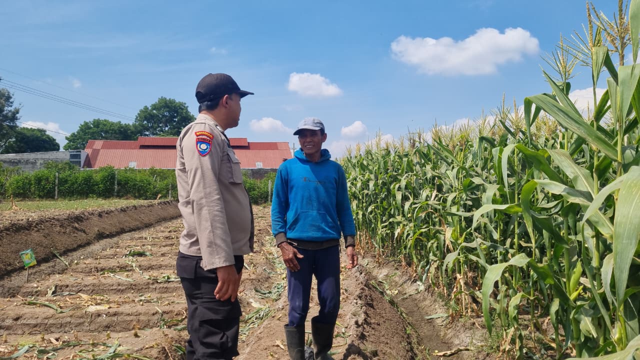 Dampingi Kelompok Tani Jagung, Bhabinkamtibmas Junrejo Perkuat Ketahanan Pangan dan Kamtibmas Desa