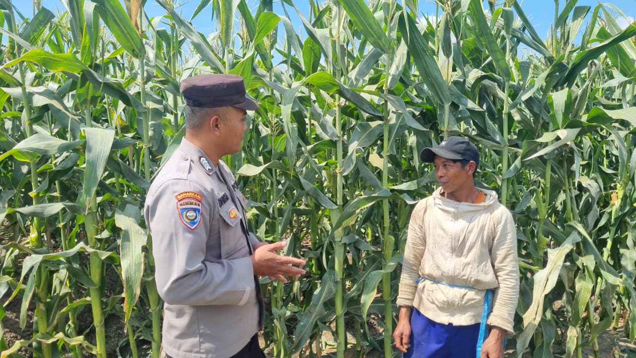 Polri Turun ke Lahan, Bhabinkamtibmas Mojorejo Perkuat Ketahanan Pangan Lewat Pendampingan Petani Jagung